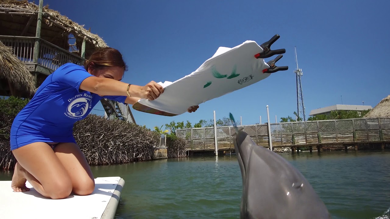 Where And How To Meet Dolphins In Florida Visit Florida