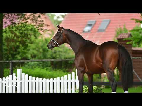 Nr. 10   Hengst "Orest" von Helium - Imperio *2018