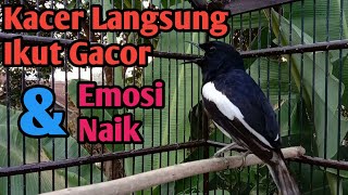 Download lagu KACER GACOR NGOTOT COCOK UNTUK MENAIKKAN EMOSI KACER LAIN mp3
