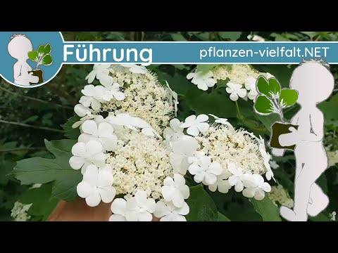 🔎 KW 22 - Wildpflanzen Führung 1/2 - (vierte Maiwoche) - Blühende Bäume Ende Mai