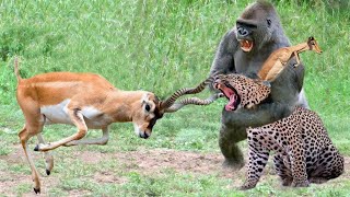 Pitiful! Reckless Leopard Pay a High Price When Attacking Baboon Herd, Here's What Happened Next...