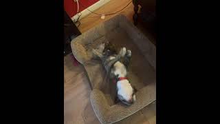 Video preview image #1 French Bulldog Puppy For Sale in Boca Raton, FL, USA