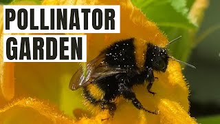 Pollinator Garden 🐝 Attracting Bees and Beneficial Insects to Your Garden
