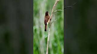 Download lagu Masteran Kerakbasi alis Hitam . . . mp3