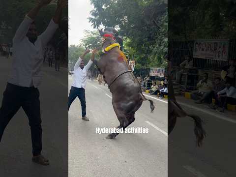 Big Bull Lifting At Sadar 2025 | Sadar Samlena 2025 | Hyderabad Sadar 2025#sadar2025 #sadarfestival