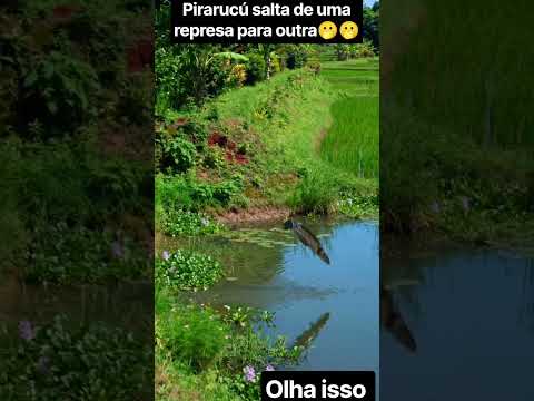 se não fosse filmado eu não acreditava #Shorts