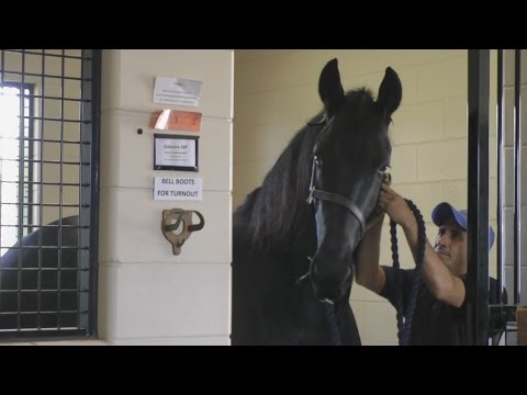 A Day in the Life: Godiva ISF at Iron Spring Farm South - SOLD!