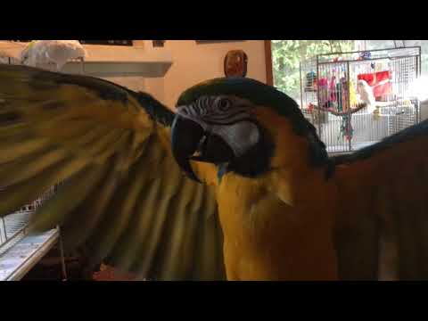 Jabberwalkey other wise known as jabber my new Macaw.