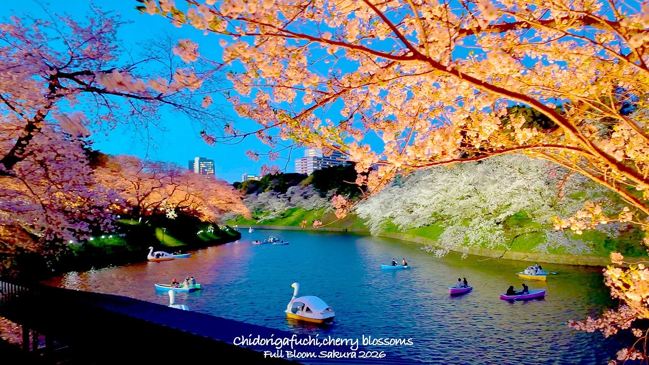 4K60【千鳥ヶ淵 桜満開の絶景】夕暮れブルーアワーと夜桜 2026 東京 Japan