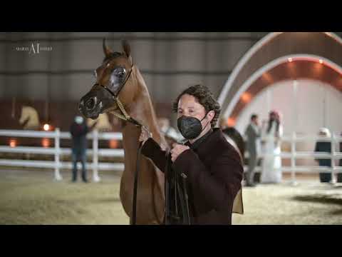 🧡 BAHI ALJASSIMYA 🧡 Yearling Colt Contender, 2022 KIAHF