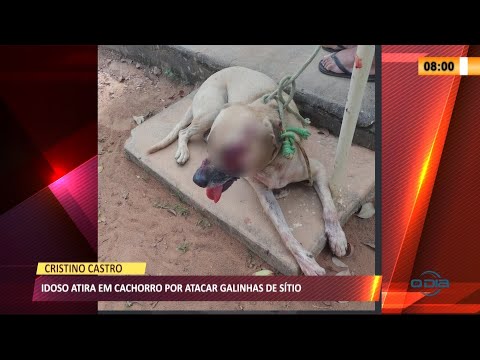 Homem de 83 anos atira em cachorro na cidade de Cristino Castro e vai preso 16 03 2021