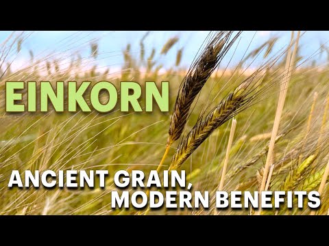 Einkorn: Ancient Grain, Modern Benefits