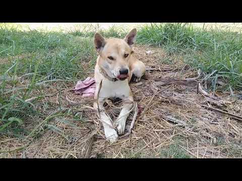 Thanika Chanel: Cute Thai dog in garden.