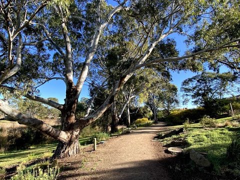 Kevin Hoffman Walk Lara