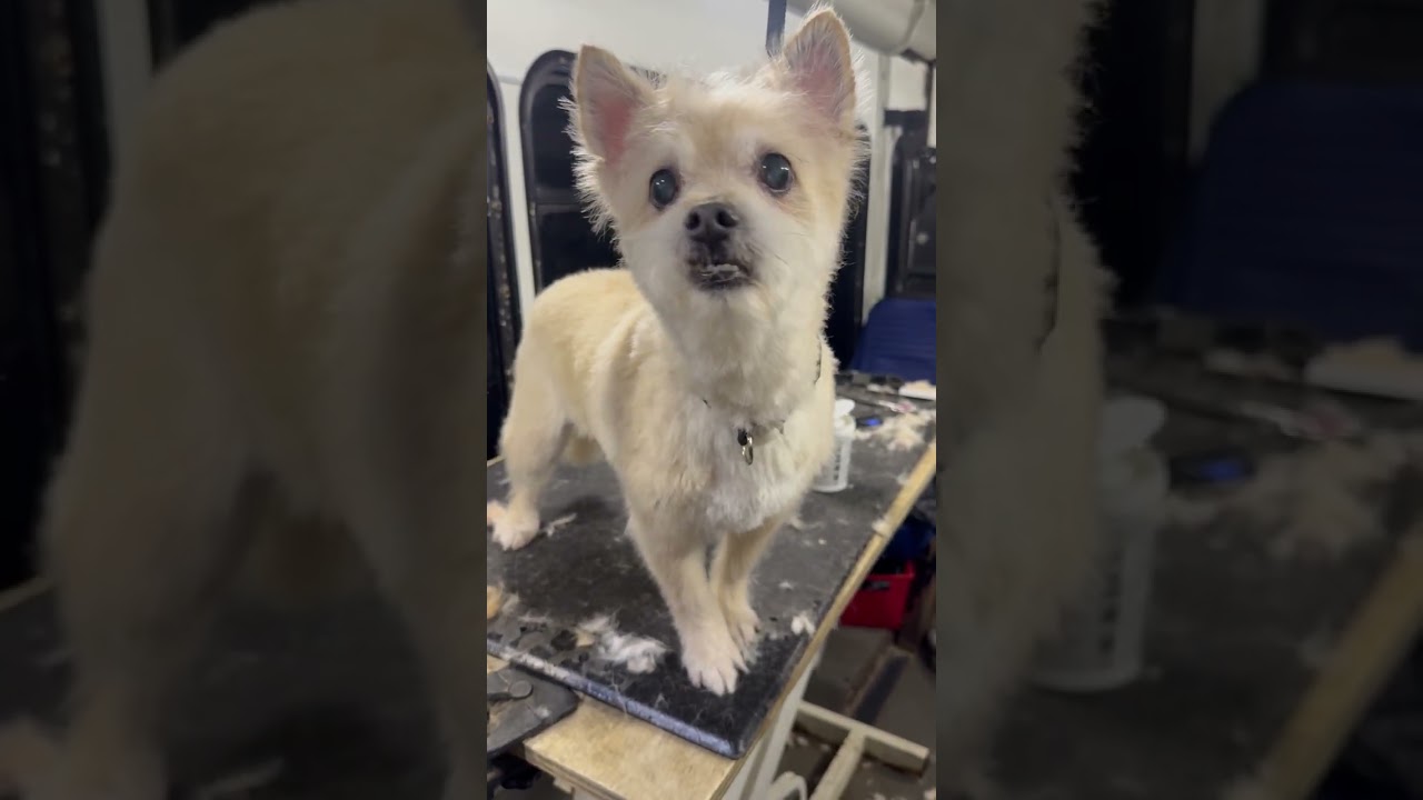 Enlarge Eli, a ADOPTABLE mixed breed in Santa Monica, CA video 6/6