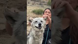 Seriously, can you imagine a more beautiful wolf? #wolves #notpets #animals #beautiful #wolf