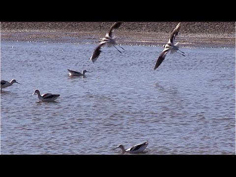download lagu mp3 mp4 Owens Lake California, download lagu Owens Lake California gratis, unduh video klip Owens Lake California