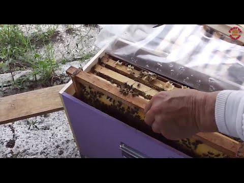 2 Continuam filmul "Colectorul intern de polen oglinda" cu acomodarea matcilor, probleme besmeticire