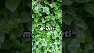 Download lagu Did you know? The facts about the health benefits of Chinese betel leaf mp3