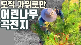 가위만으로 어린소나무를 작품으로 만들어보겠습니다. (전원주택 소나무 특수목 전지전정)