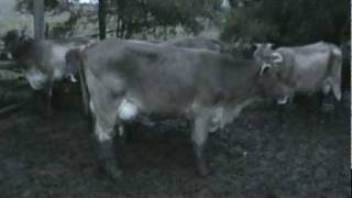 preview picture of video 'Vacas lecheras raza Suizo de doble propósito'