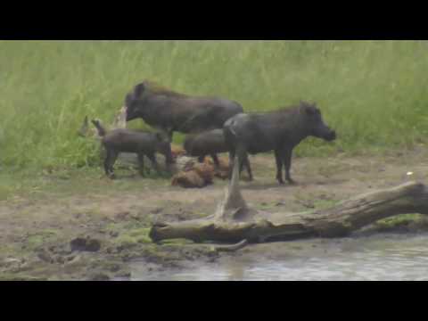 Djuma: Two Warthog adults and two piglets - 12:22 - 02/04/19