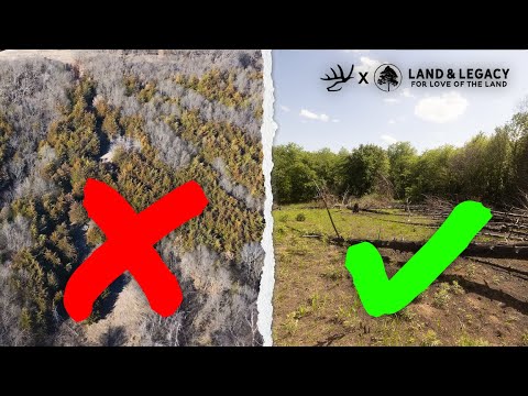 The Truth About Cedars! Why Cedar Thickets Have To Go!