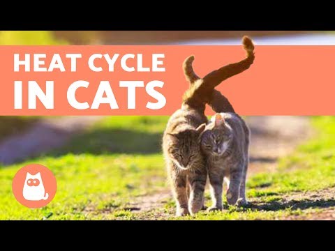 YouTube video about: What causes cats to go into heat?