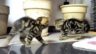 Funny Cats dancing fighting.  Cute Ninja Kittens.