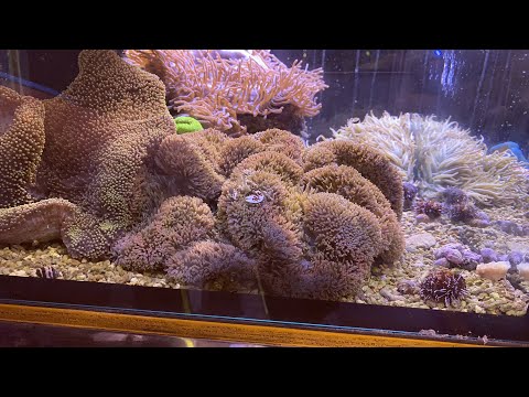 日本アネマの根を分ける