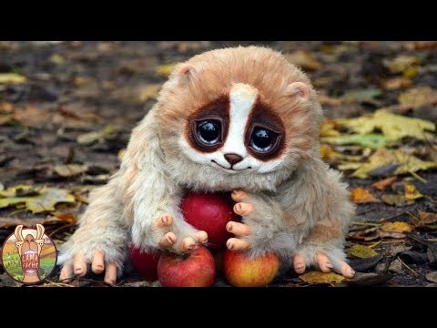 10 ANIMAUX DE COMPAGNIE LES PLUS INSOLITES du MONDE | Lama Faché