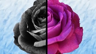 Tutorial Photoshop CS6 - How to change color to black