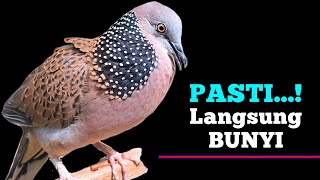 Download lagu Suara Burung Tekukur Gacor Cocok Untuk Pancingan Dan Pikat mp3