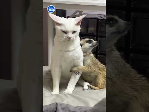 Affectionate meerkat hugs cat