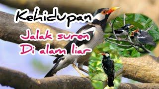 Download lagu burung jalak suren di alam liar mp3