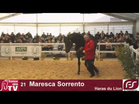 Lot 21 Maresca Sorrento, Salon des Etalons du Lion 2016