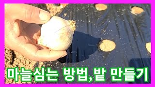 마늘 심는날~마늘 심는방법,밭 만들기,마늘심는시기 귀농귀촌 전원일기,주말농장,텃밭