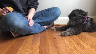 Learning "Leave It" with Dandelion Dog Training