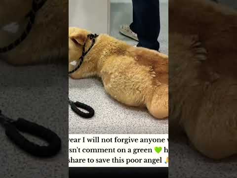 For any help consider donating link in bio to save a stray life in Los Angeles#usashorts#save