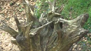 Fauve - VOYOUS (live 2015)