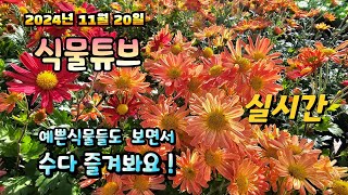 2024년 11월 20일  예쁜식물들 보면서 랜선으로 아이쇼핑하면서  수다즐겨봐요. #양재꽃시장 #식물튜브 …
