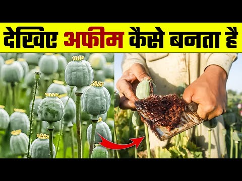 देखिए अफीम कैसे बनती है | Afeem Kaise Banti Hai | Afim ki Kheti | Opium Farming