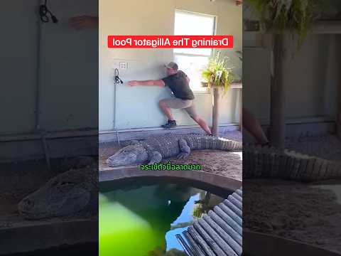 จระเข้ตัวนี้ฉลาดมาก 🐊✨