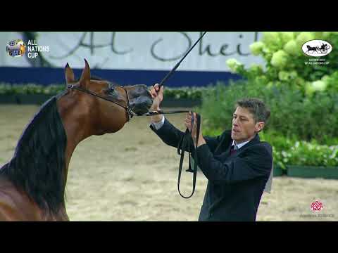 N 142 ELSHAAN   AACHEN 2022   38° All Nations Cup   Stallions 7+ Years Old Class 11 12