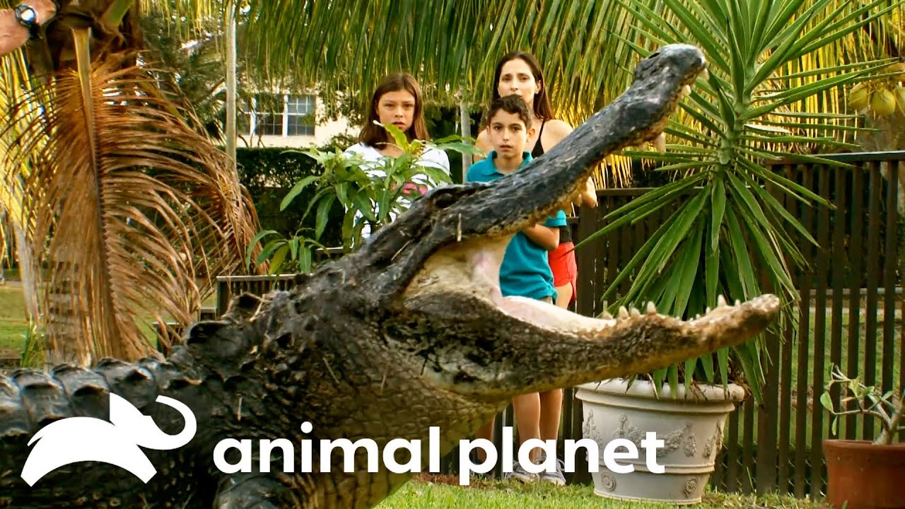 Craziest Backyard Gators of SEASON 2 | Gator Boys | Animal Planet