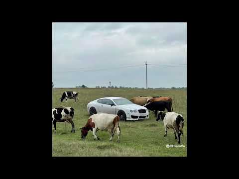 🖤 free | Slava Marlow x MORGENSHTERN x Vacemadest type beat "Money" (prod.by nikmadethis)