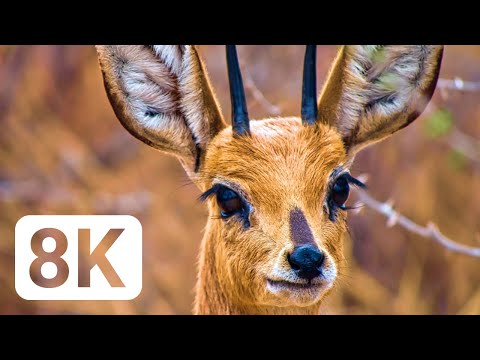 Botswana | Wildlife - 8K HDR Ultra HD
