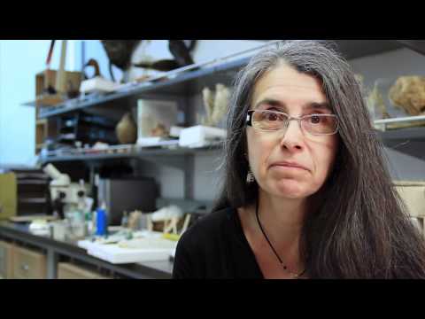 Feathers are Way Cool (Summary)