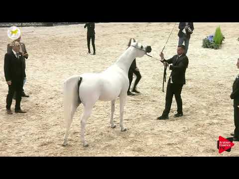 N.65 GE MAYSOUN - SEWC 2019 - 7 Years Old and Older Mares (Class 8)