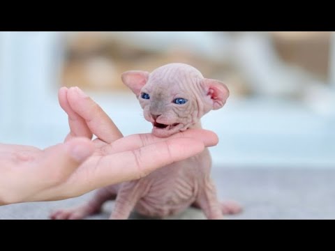 | Spphynx Male Birth Date : 28/09/2023 (3 Week)